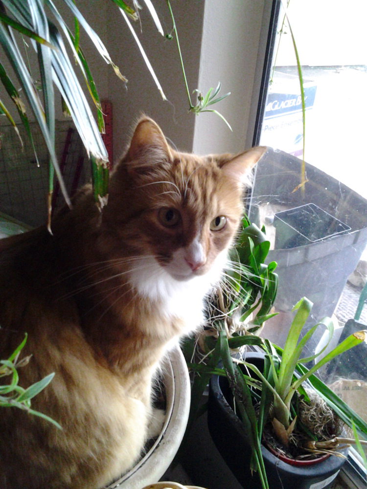 Bungie, all grown up , August 2013.