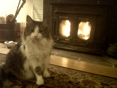 Roxy and fireplace