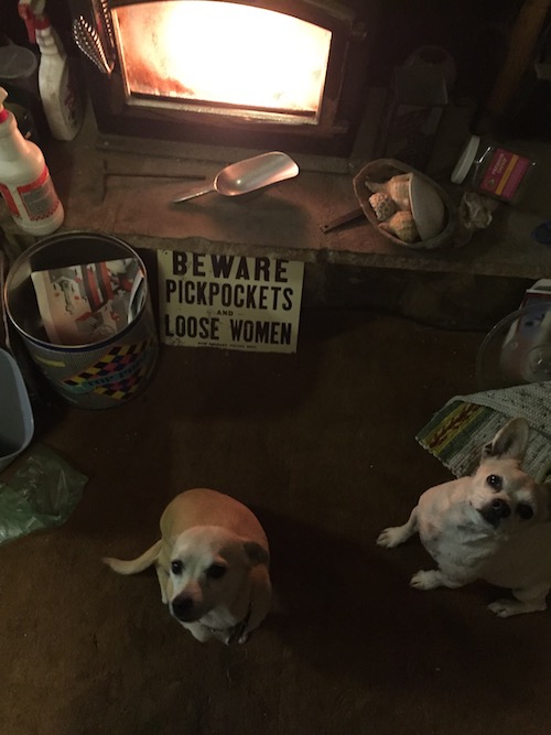Krypton and Tegan begging for treats.