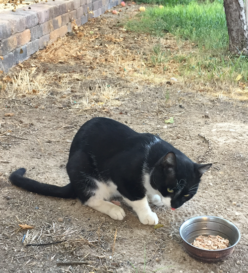 Ungrateful Rescue Cat eating his fill.