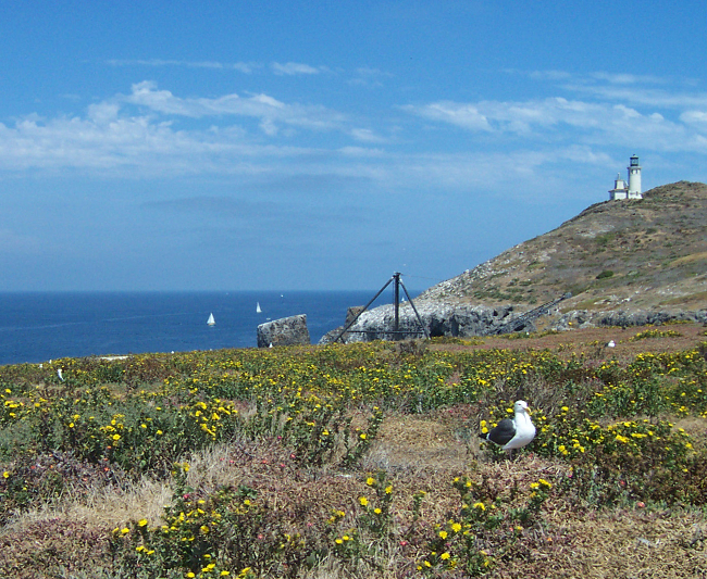 Anacapa Island, 2003.