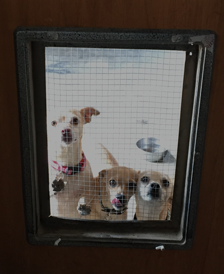 Dogs at doggy door.