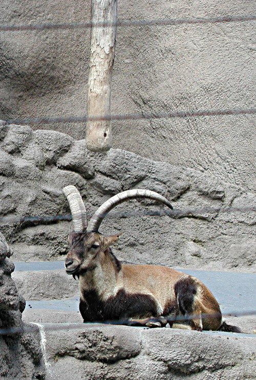 Antelope or Gazelle?