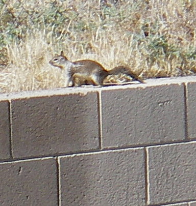 desert squirrel