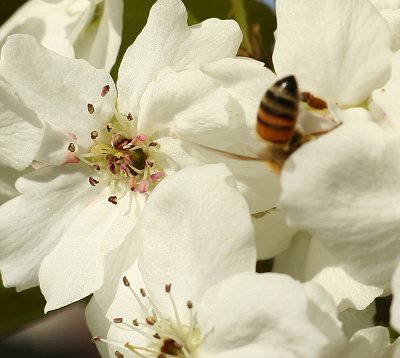 Apple Blossom and Bee's Posterior