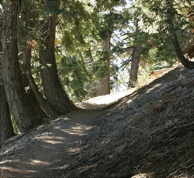Trail on Mt. Baden-Powell