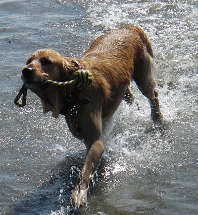 dog at cayucos beach 2009