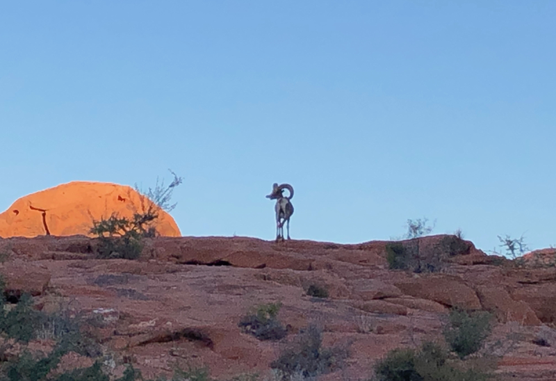 big horn sheep