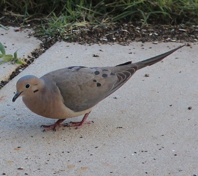 Bird on patio