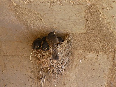 bird and chicks in nest