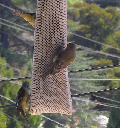 finches on a seed sock