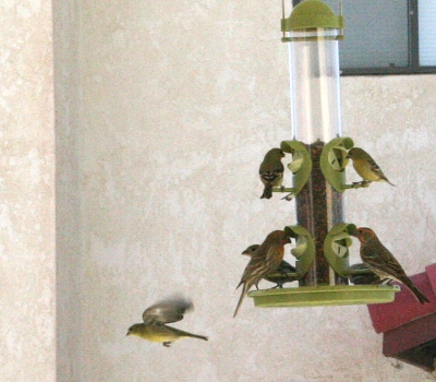 new bird feeder