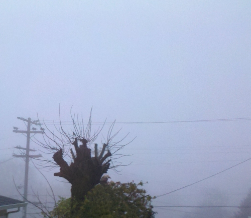 bird and trees in martinez fog