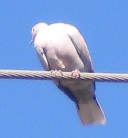 bird on a wire