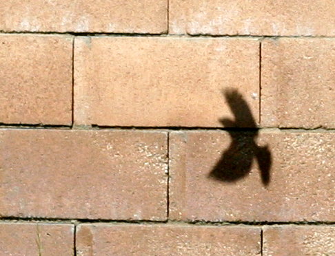 Bird Shadow