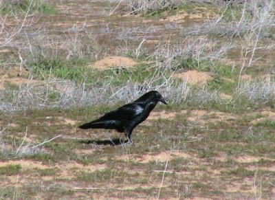bird
