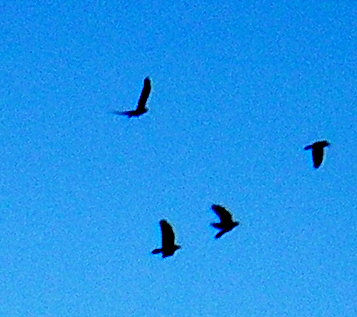 birds circling