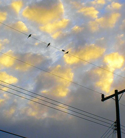 birds before the rain storm