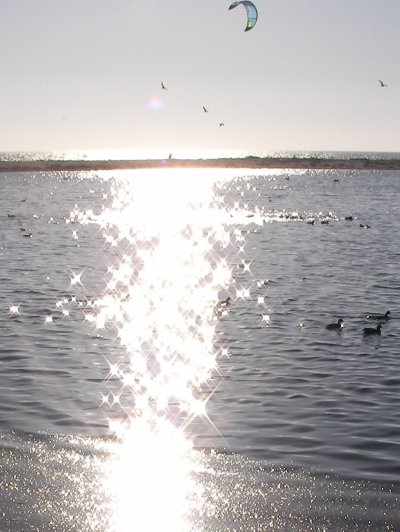 Parasailing and sea birds