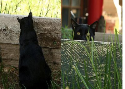 a feline hunting blind