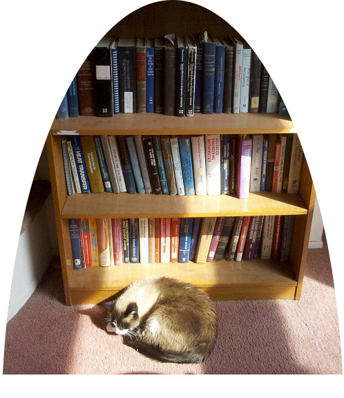 bookshelf and cat