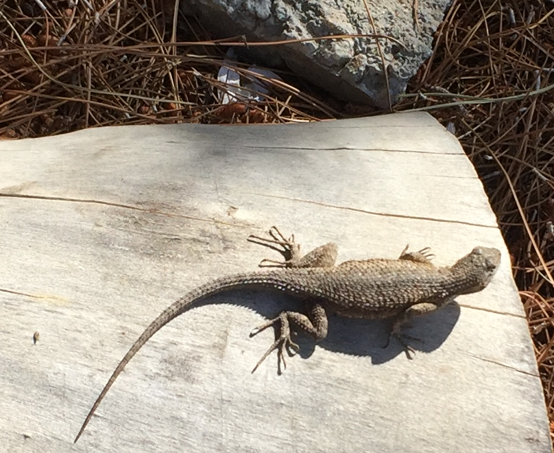 a lizard basking