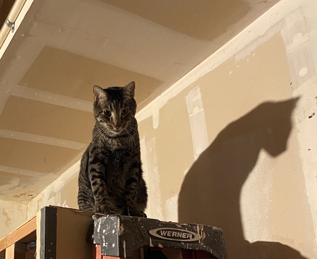 Budd and his shadow