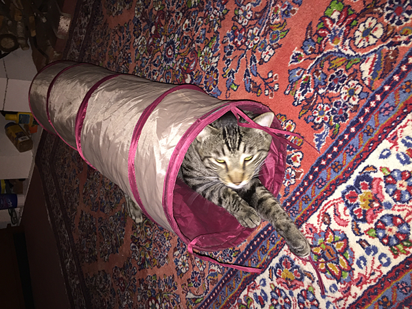 Budd in the cat tunnel