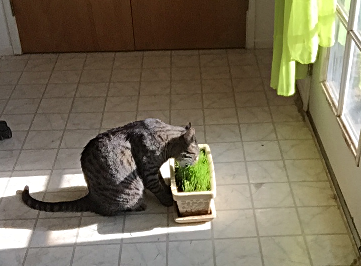Budd eating the wheat grass.