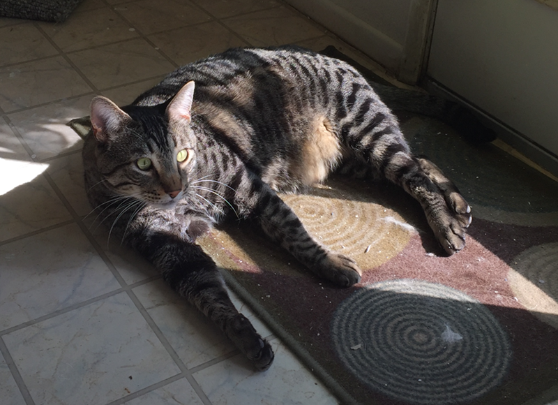 cat in the sun