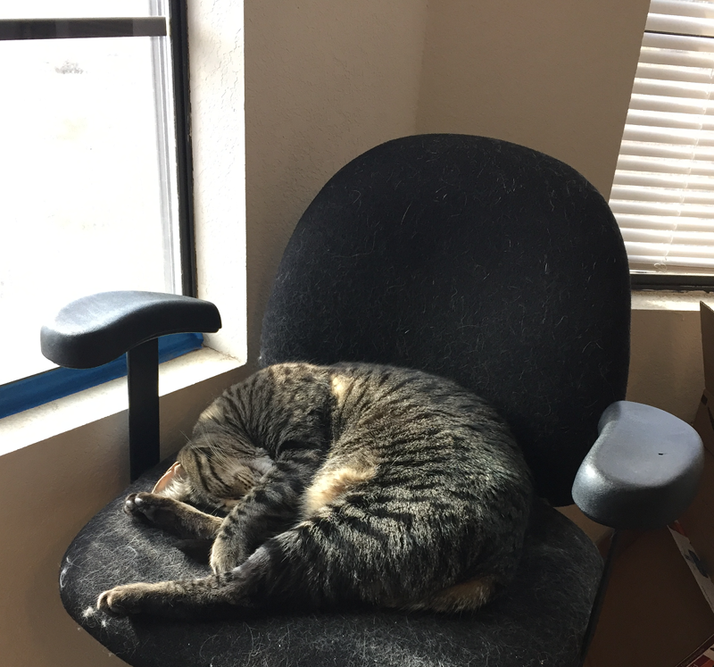 budd napping