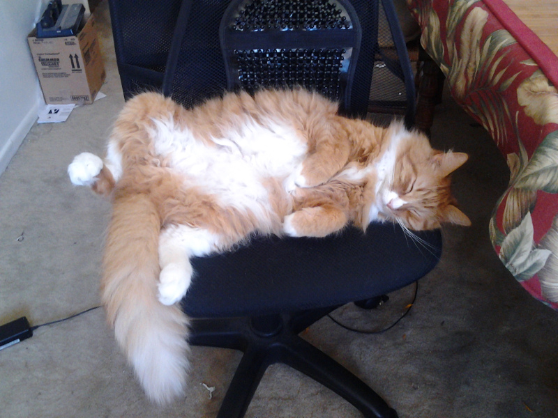 cool cat