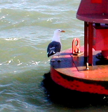 Buoy 18 and a seagull