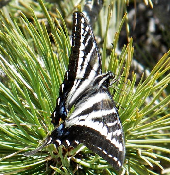 butterfly, photographed at the top of Mt. Baden Powell