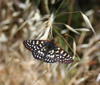 Another Butterfly on Mt. Baden-Powell