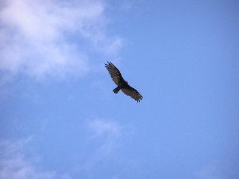 buzzard soaring