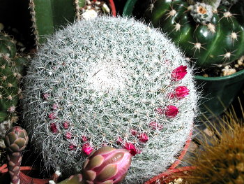 a cactus with flowers