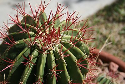 top of a cactus