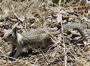 Squirrel at beach walk, Cambria, Ca., 2009
