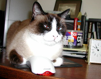 cat and mouse