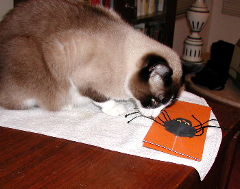 cats and spider card