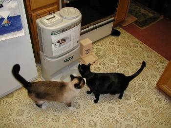 two cats next to the cat feeder