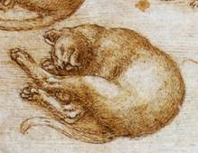 cat as drawn by Leonardo da Vinci