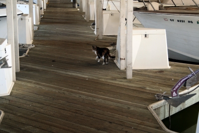 cat on the dock