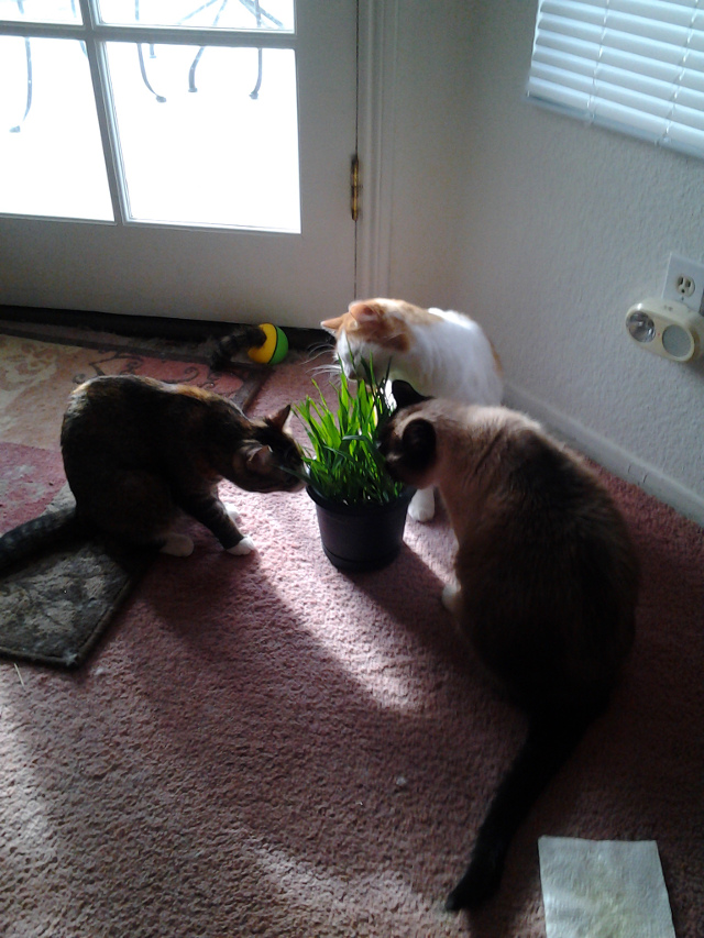 cats present was oat grass