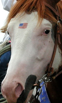 patriotic horse