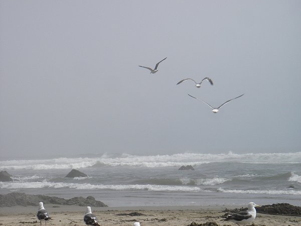 Cayucos
