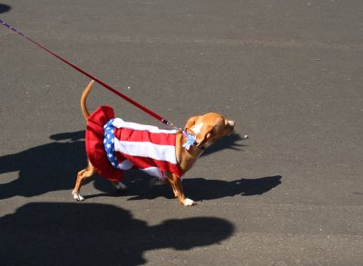 All American Dog