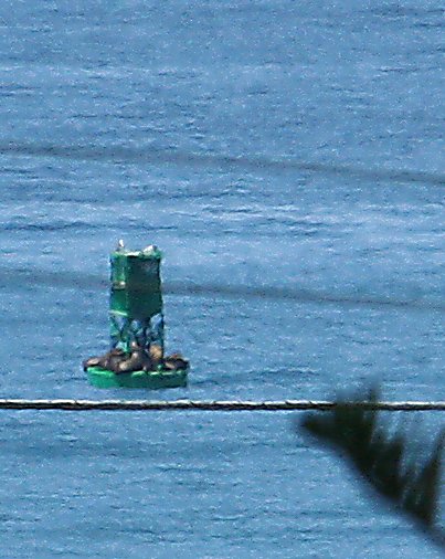 buoy with sealions