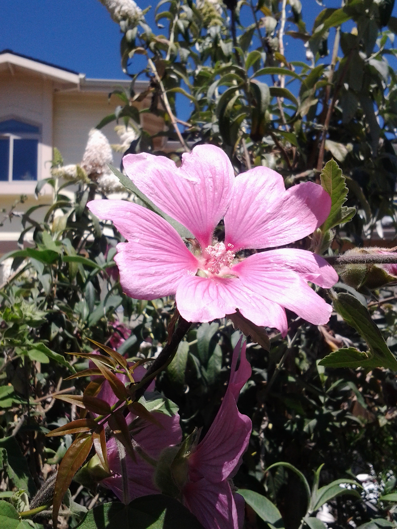 Flower in Cayucos